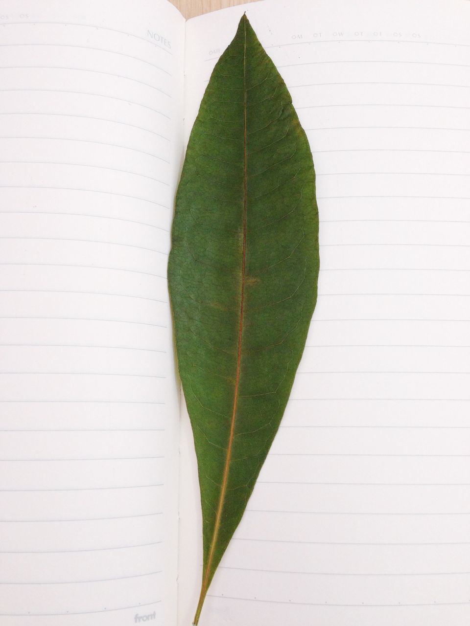 leaf, close-up, green color, leaf vein, wall - building feature, textured, pattern, growth, plant, wall, green, natural pattern, no people, brick wall, built structure, nature, day, architecture, outdoors, single object