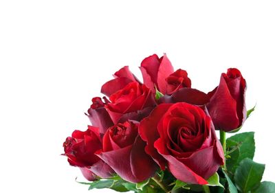 Close-up of red roses against white background