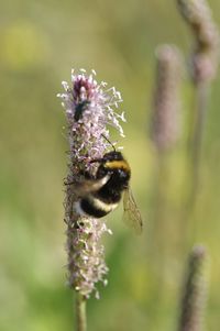 Close-up of bee pollinating on flower