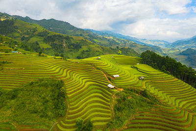 Scenic view of agricultural field against sky