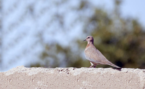 Bird perching on a wall