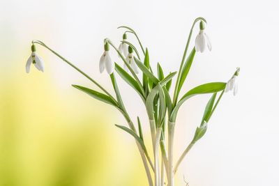 Close-up of plant against white background