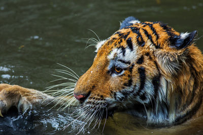 Close-up of tiger drinking water