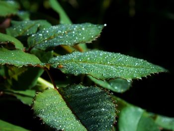 Close-up of water drops on leaf