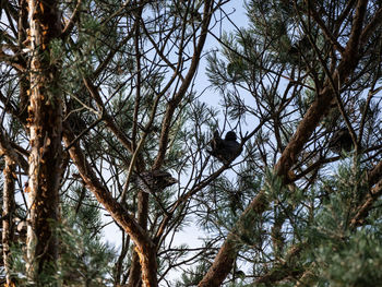 Low angle view of birds perching on tree
