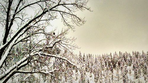 Bare trees against sky