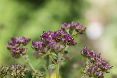 Close-up of purple flowers blooming outdoors