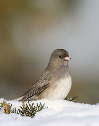 Close-up of bird perching on snow