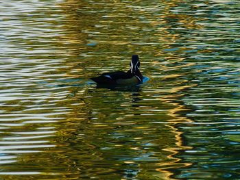 Duck swimming in lake