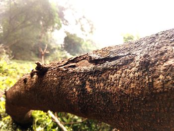 Close-up of tree trunk in forest