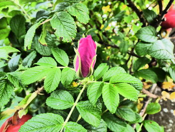 Close-up of pink flower