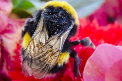 Close-up of insect 