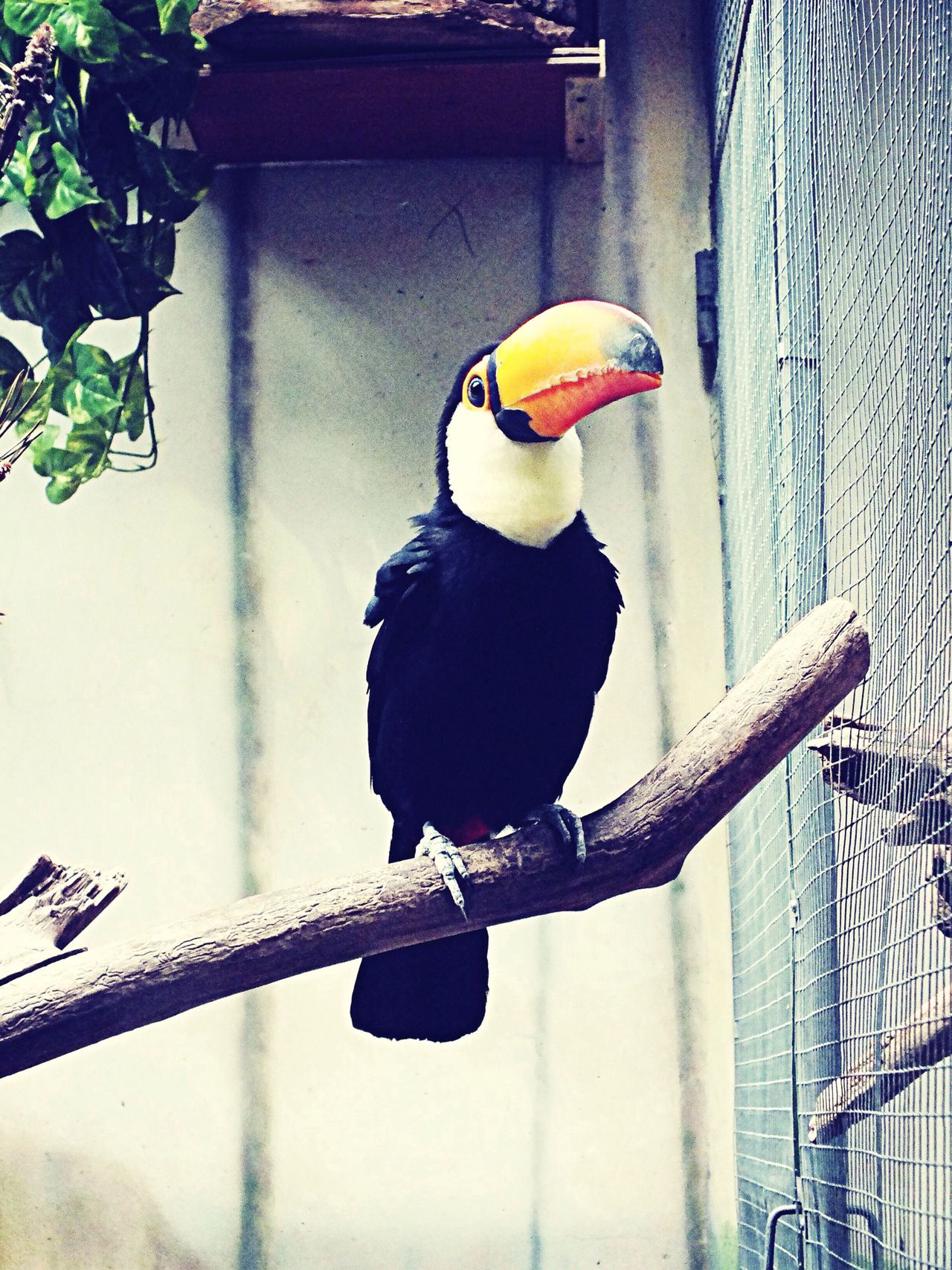 Tucan