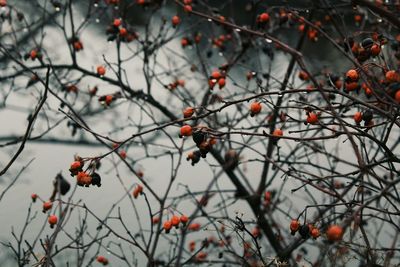 Close-up of berries on tree during winter