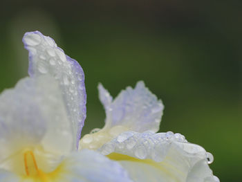 Close-up of water drops on white rose flower