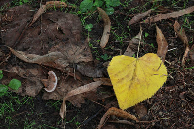 High angle view of yellow leaf fallen on dry leaves