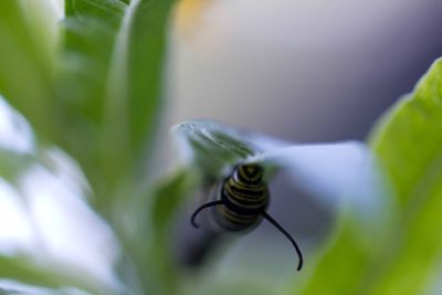 Close-up of insect on leaf