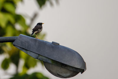 Low angle view of bird perching