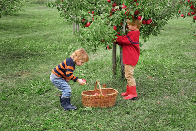 High angle view of boy picking plants