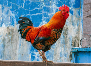 Side view of a rooster