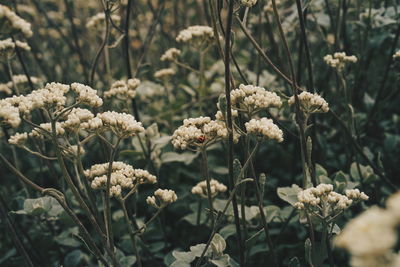 Close-up of wilted flowering plant