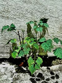 Close-up of plants