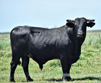 Cow standing in a field