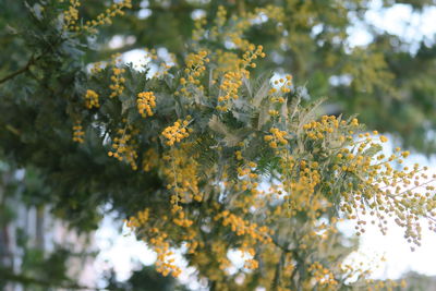 Close-up of yellow flowering plant