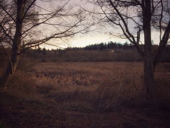 Bare trees on field against sky