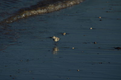 High angle view of swan in lake