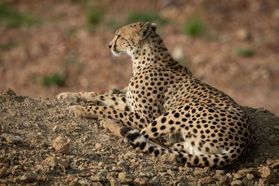 High angle view of cheetah sitting on rock