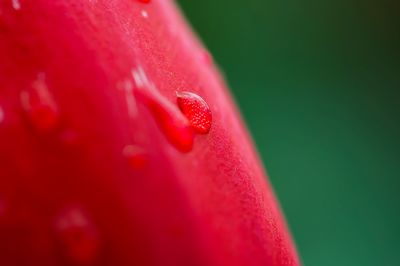 Macro shot of pink rose flower