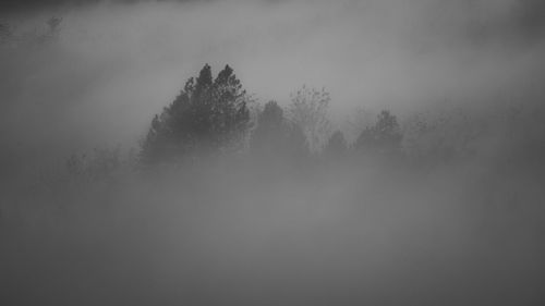 Scenic view of forest against sky during foggy weather