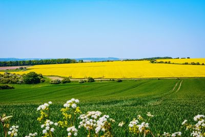 Scenic view of field against clear sky