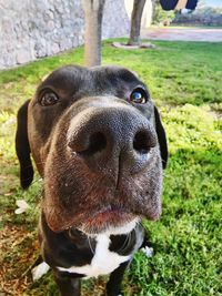 Close-up of dog