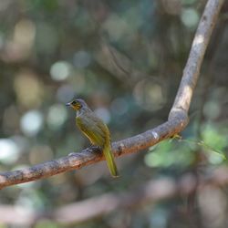 Close-up of bird perching on branch