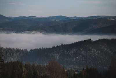 Panoramic view of trees in forest against sky