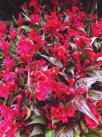 High angle view of red flowering plant