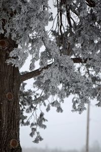 Low angle view of tree trunk