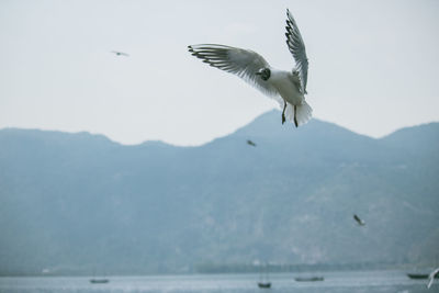 Seagull flying over sea against sky