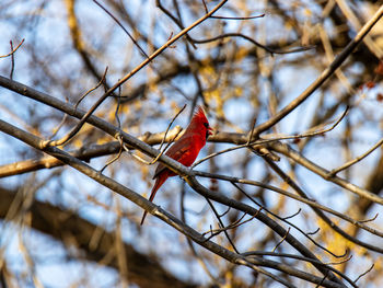 Low angle view of bird perching on branch