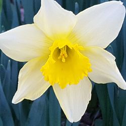 Close-up of yellow flower