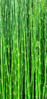 Full frame shot of bamboo plants on field