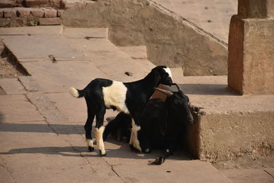 View of two cats