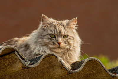 Close-up portrait of cat looking away