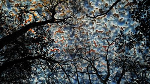 Low angle view of flower tree against sky
