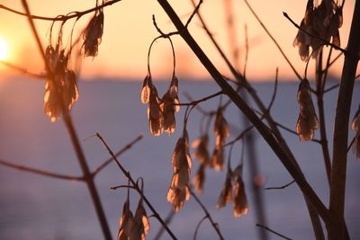 Close-up of dry leaves on branch against sky during sunset