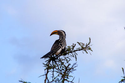 Low angle view of bird perching on tree against sky