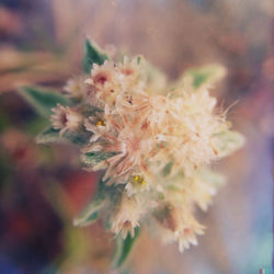 Close-up of flowers