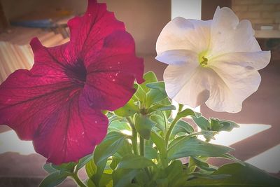 Close-up of hibiscus blooming outdoors